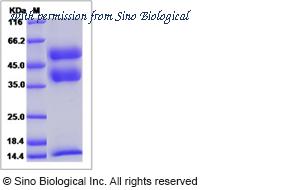 Sino Biological 70087-D08H image 1