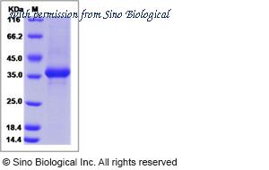 Sino Biological 10946-H01H image 1