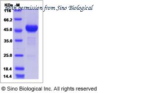 Sino Biological 13729-H05H image 1