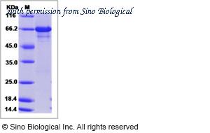 Sino Biological 15180-H20B image 1
