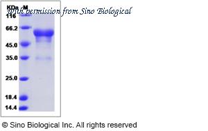 Sino Biological 12070-H02H image 1