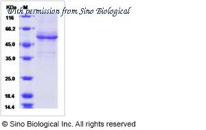 Sino Biological 15576-H05H image 1