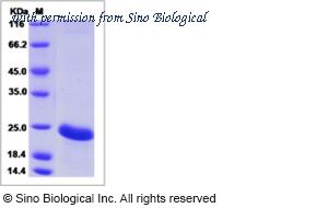 Sino Biological 15149-H08H image 1