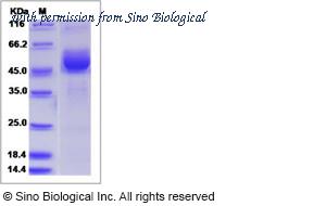 Sino Biological 15388-H02H image 1