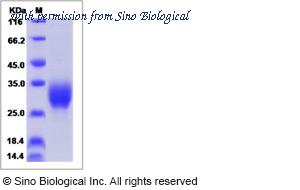 Sino Biological 13089-H08H image 1