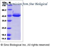 Sino Biological 51165-M08H image 1