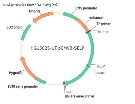 Sino Biological HG13025-UT image 1