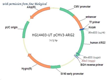 Sino Biological HG14403-UT image 1