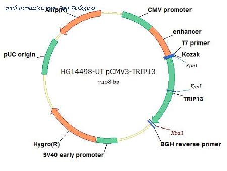 Sino Biological HG14498-UT image 1