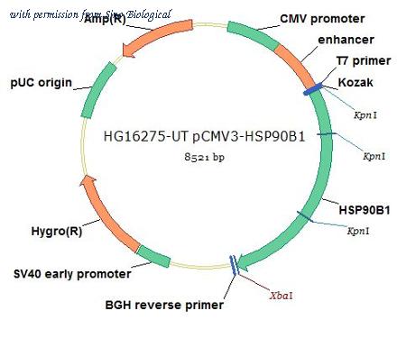 Sino Biological HG16275-UT image 1