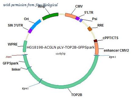 Sino Biological HG18198-ACGLN image 1