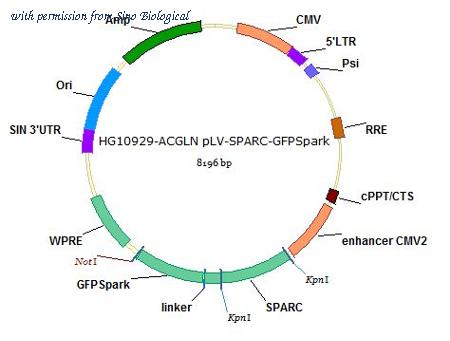 Sino Biological HG10929-ACGLN image 1
