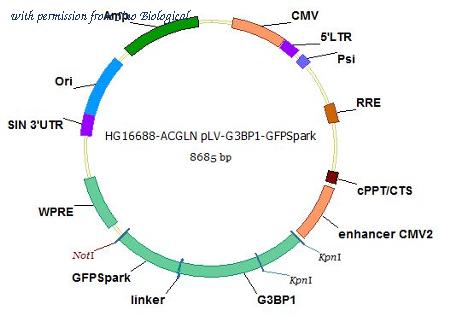 Sino Biological HG16688-ACGLN image 1