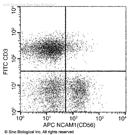 Sino Biological 10673-MM01-A image 1