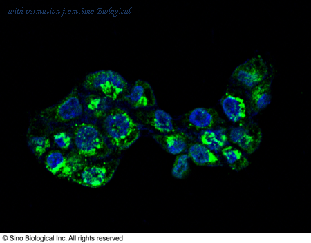 Sino Biological 10686-MM09 image 1