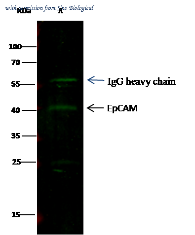 Sino Biological 10694-MM05 image 1