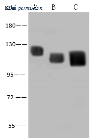 Sino Biological 13555-MM02 image 1