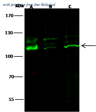 Sino Biological 50530-R017 image 1