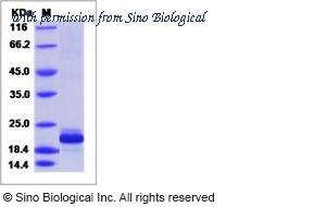 Sino Biological 10122-H08Y image 1
