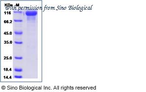 Sino Biological 10201-H08H-B image 1