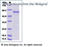 Sino Biological 10657-H20B image 1