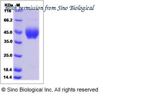 Sino Biological 10658-H08H image 1