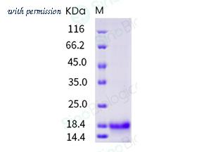 Sino Biological 10936-H07Y image 1