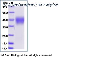 Sino Biological 11046-H27H-B image 1