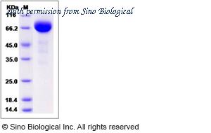 Sino Biological 11459-H08H image 1