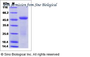 Sino Biological 11939-H02B image 1