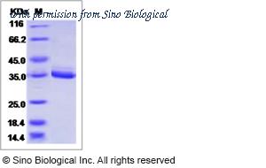 Sino Biological 12039-HNAY image 1