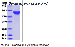 Sino Biological 13127-H01H image 1