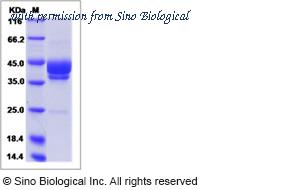 Sino Biological 13128-HNCH image 1