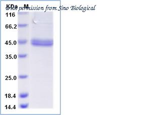 Sino Biological 13133-H08B image 1