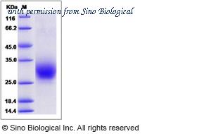 Sino Biological 13744-H02H image 1