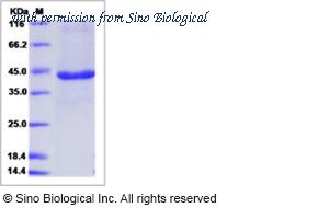 Sino Biological 14029-H04H image 1