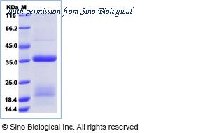 Sino Biological 17194-H08H image 1