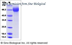 Sino Biological 17220-H08H image 1
