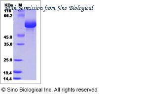 Sino Biological 17221-H08H image 1