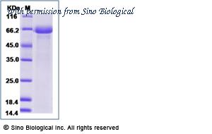 Sino Biological 17221-H08H-B image 1