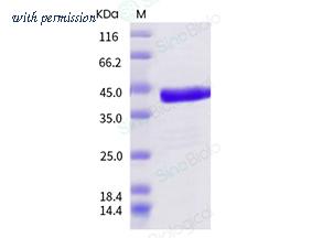 Sino Biological 40068-V08B image 1