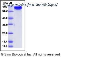 Sino Biological 40069-V08H image 1