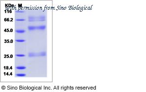 Sino Biological 40088-V08H image 1