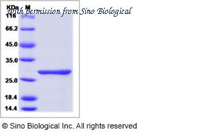 Sino Biological 40423-V08E image 1