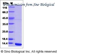 Sino Biological 40534-V08Y image 1