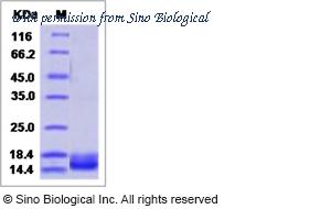 Sino Biological 40534-V08Y1 image 1