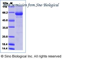 Sino Biological 40535-V02B image 1