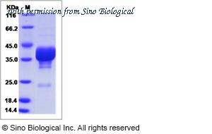 Sino Biological 40535-V31B image 1