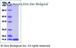Sino Biological 40543-V08B1 image 1