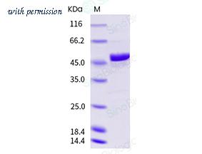 Sino Biological 40543-V08B4 image 1